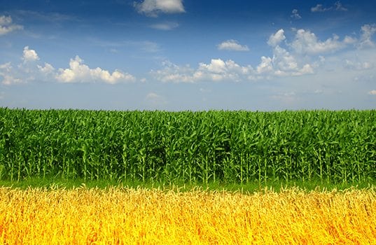 Crop-Based Biofuels Don’t Harm Food Supplies, New Report Finds