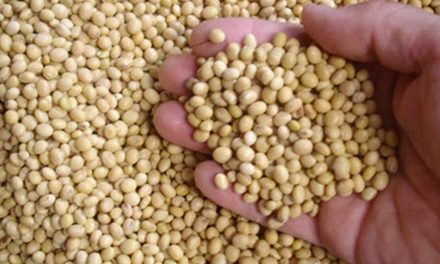 Assessment Shows Value of Soybean Oil as Low-Carbon Feedstock